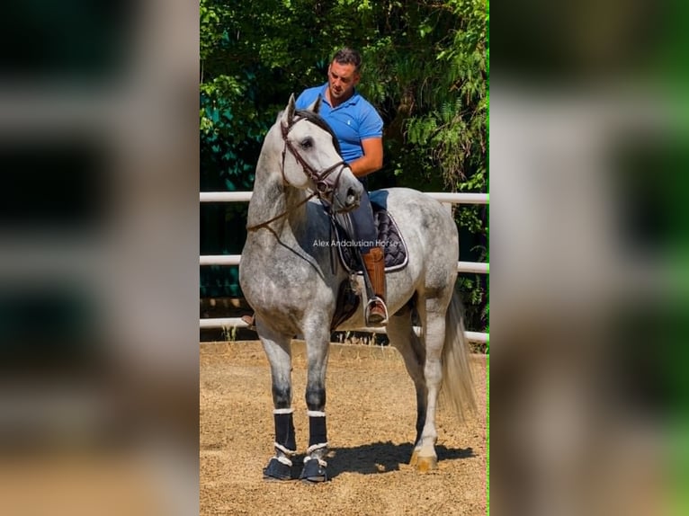 PRE Mix Stallion 4 years 16.2 hh Grey in Sevilla