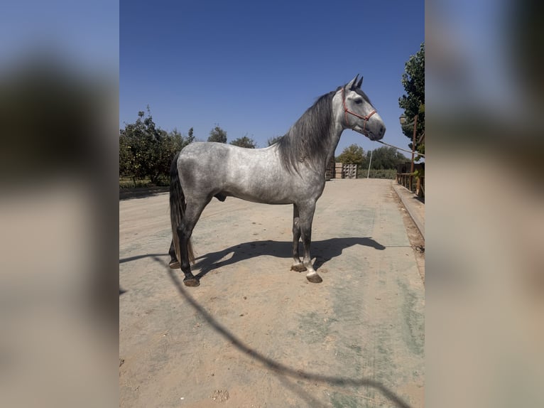 PRE Stallion 4 years 16.2 hh Grey in Tornabous