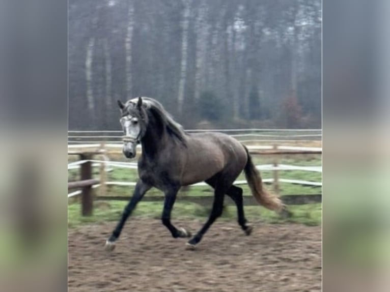 PRE Stallion 4 years 16.2 hh Grey in Münster