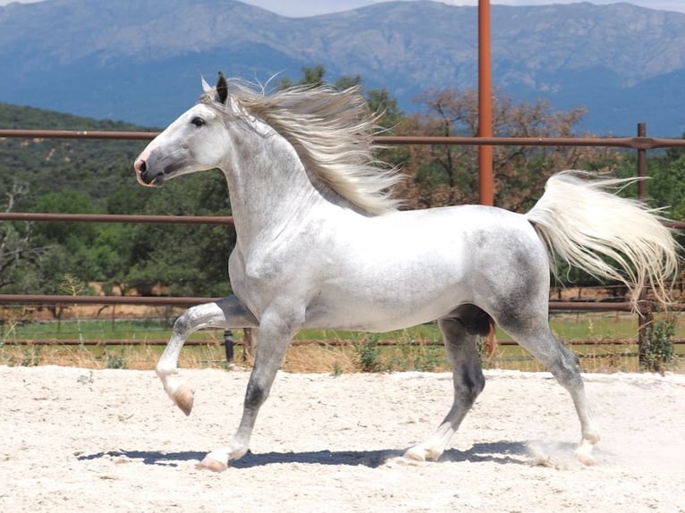 PRE Mix Stallion 4 years 16.2 hh Grey in Navas Del Madroño