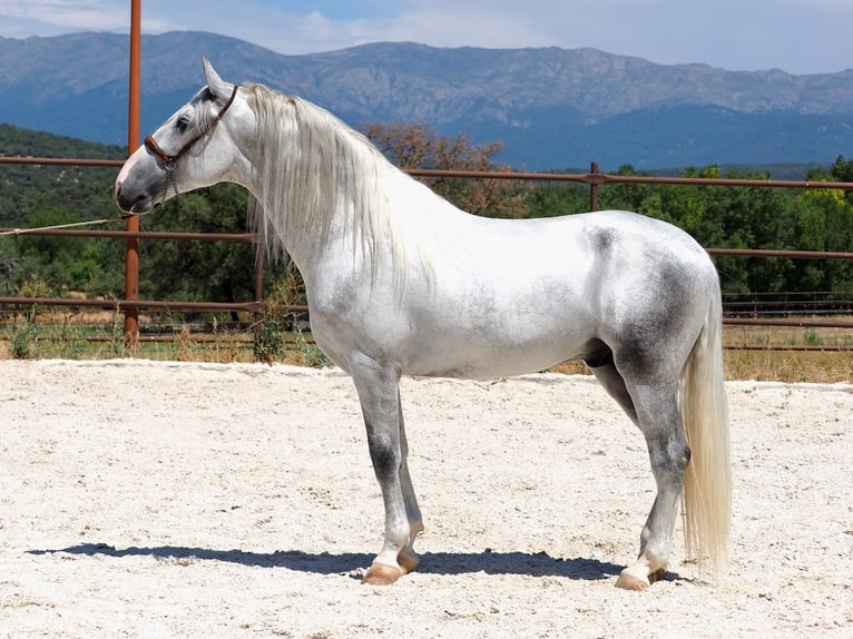 PRE Mix Stallion 4 years 16.2 hh Grey in Navas Del Madroño