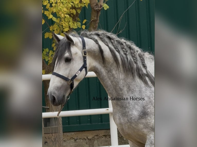 PRE Mix Stallion 4 years 16.2 hh Grey in Sevilla