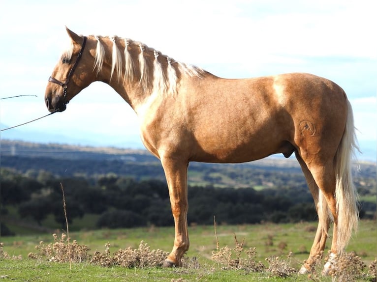 PRE Mix Stallion 4 years 16,2 hh Palomino in NAVAS DEL MADRONO