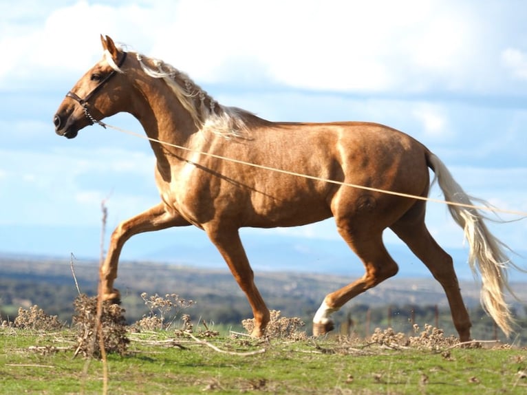 PRE Mix Stallion 4 years 16,2 hh Palomino in NAVAS DEL MADRONO