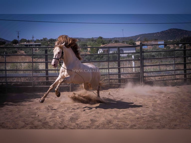 PRE Stallion 4 years 16,2 hh Perlino in Rafelguaraf