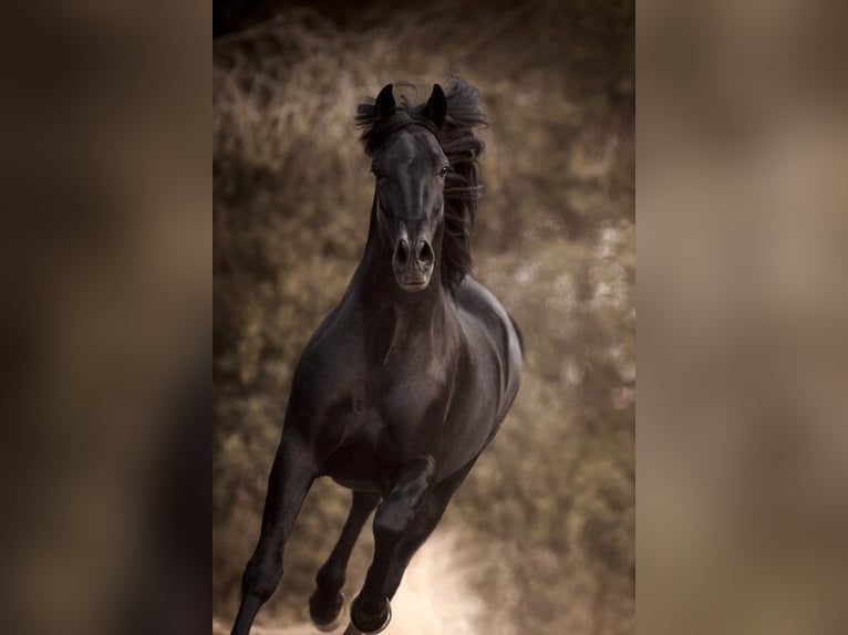 PRE Stallion 4 years 16,3 hh Black in El Catllar