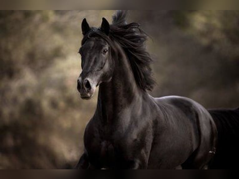 PRE Stallion 4 years 16,3 hh Black in El Catllar