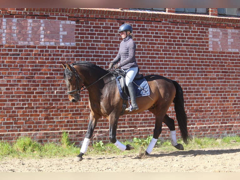 PRE Stallion 4 years 16.3 hh Brown in Wremen