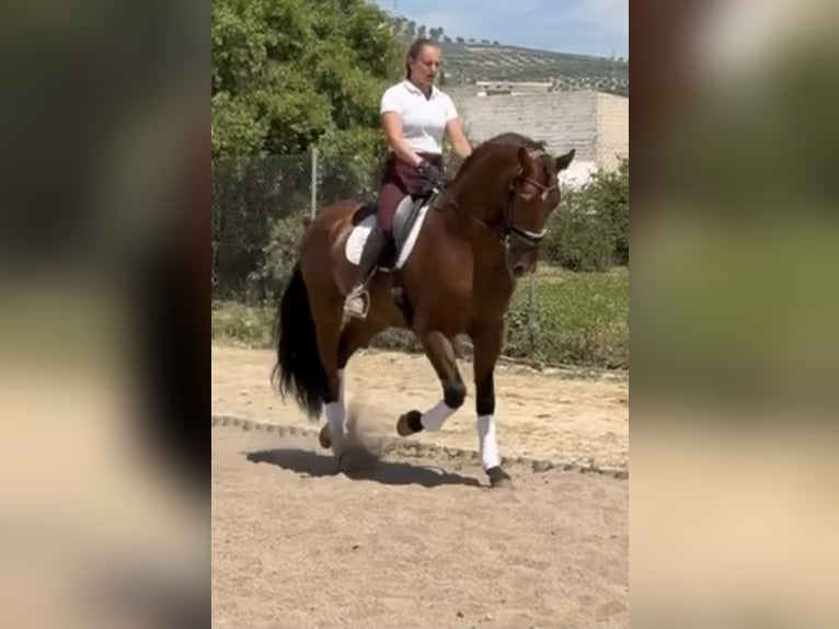 PRE Stallion 4 years 16.3 hh Brown in Granada