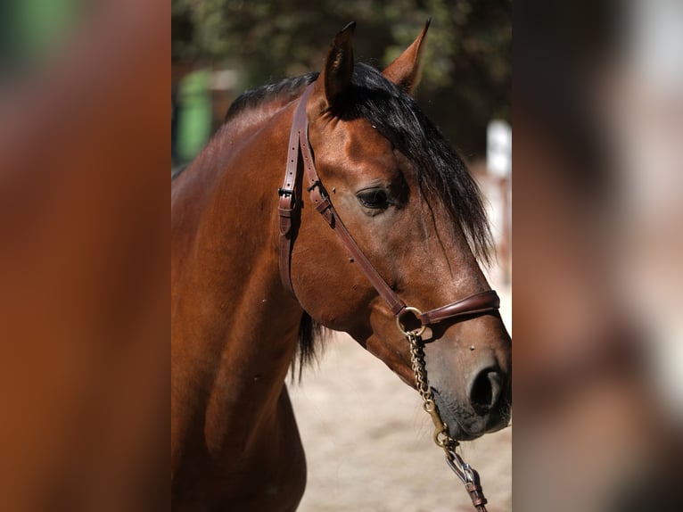 PRE Mix Stallion 4 years 16,3 hh Brown in Hamburg