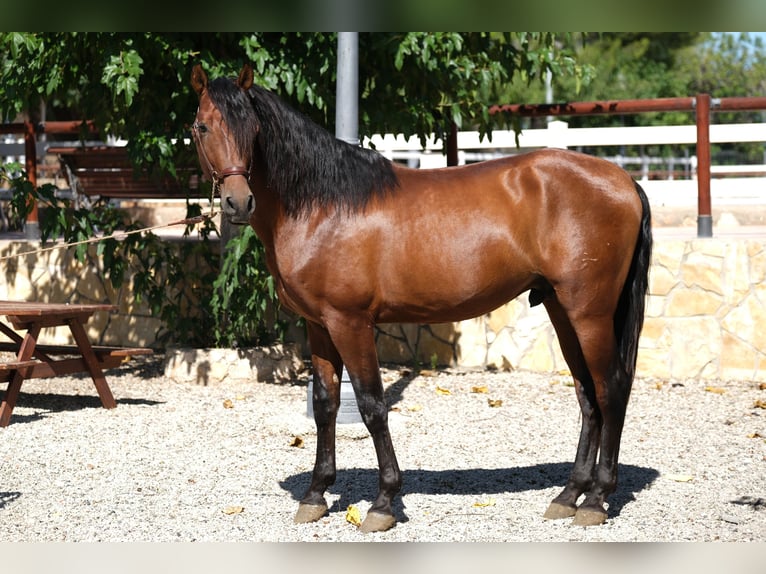 PRE Mix Stallion 4 years 16,3 hh Brown in Hamburg