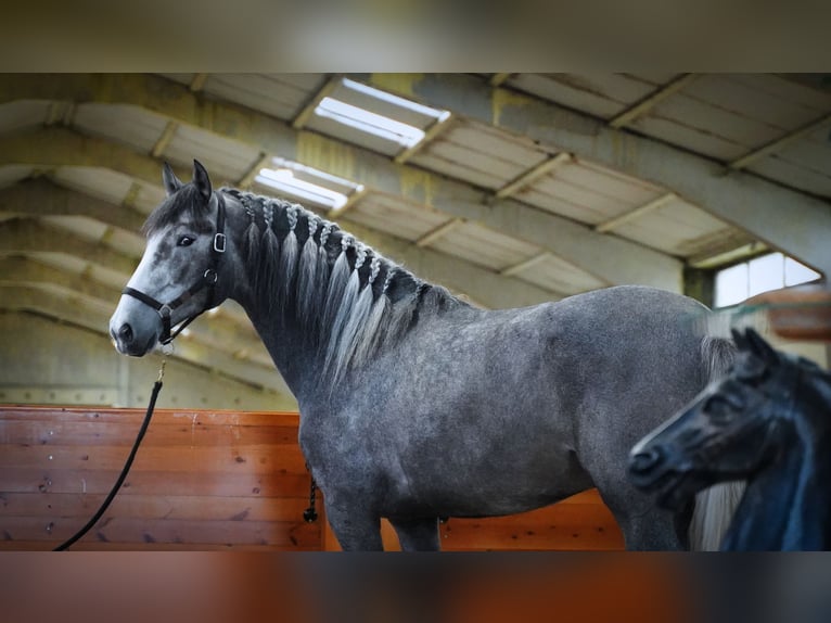 PRE Stallion 4 years 16,3 hh Gray-Dark-Tan in HEUVELLAND