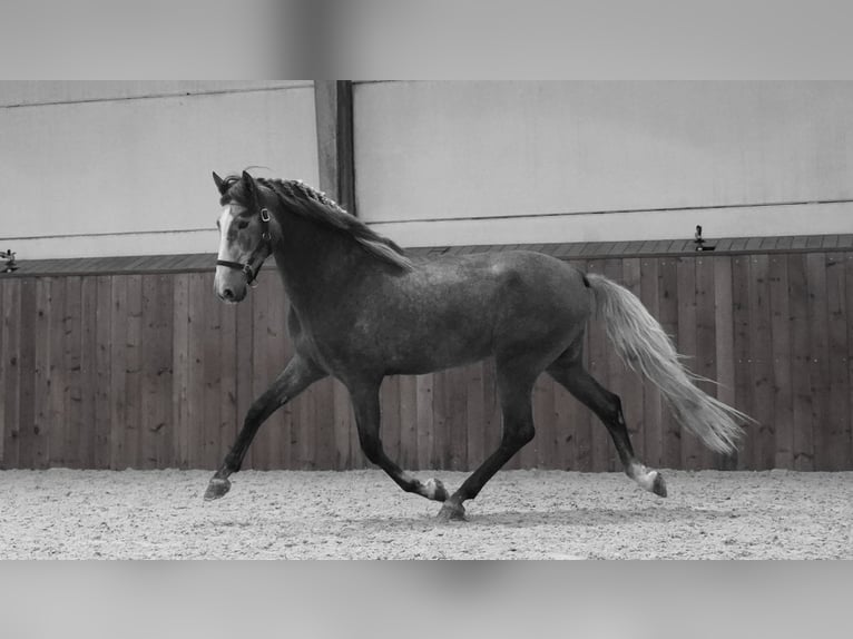 PRE Stallion 4 years 16,3 hh Gray-Dark-Tan in HEUVELLAND