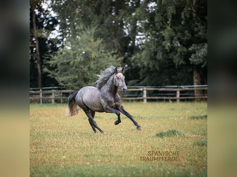 PRE Mix Stallion 4 years 16,3 hh Gray in Traventhal