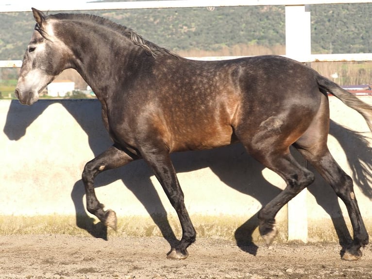 PRE Mix Stallion 4 years 16,3 hh Gray in NAVAS DEL MADRONO