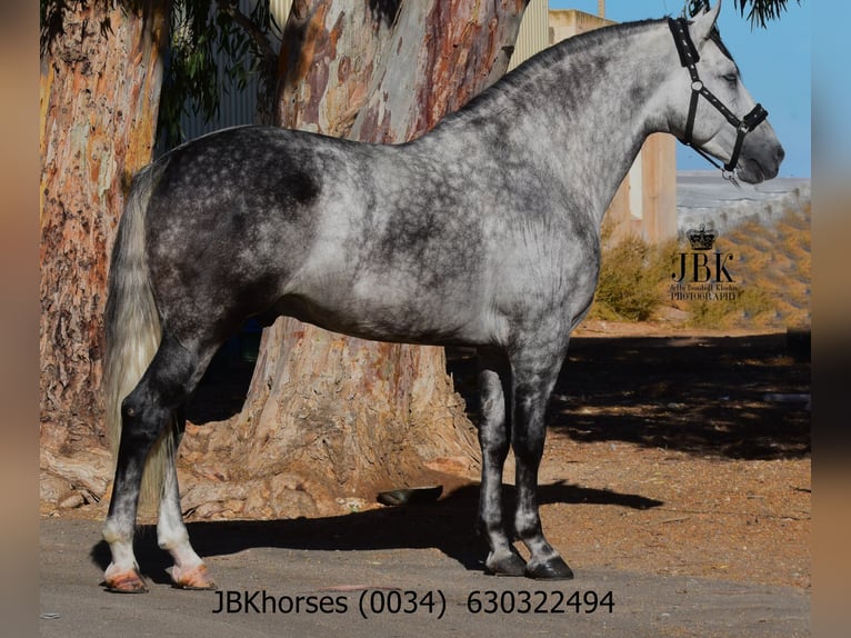 PRE Stallion 4 years 16,3 hh Grey-Dapple in Tabernas Almeria