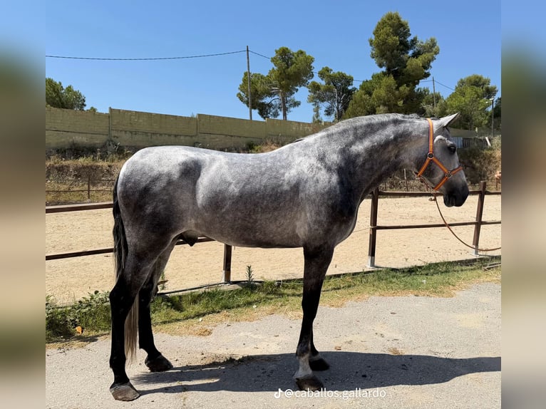 PRE Mix Stallion 4 years 16.3 hh Grey in Terrassa