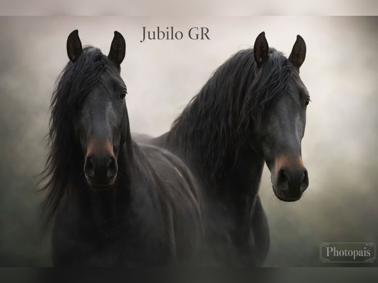 PRE Stallion 4 years 16 hh Bay-Dark in Polenz