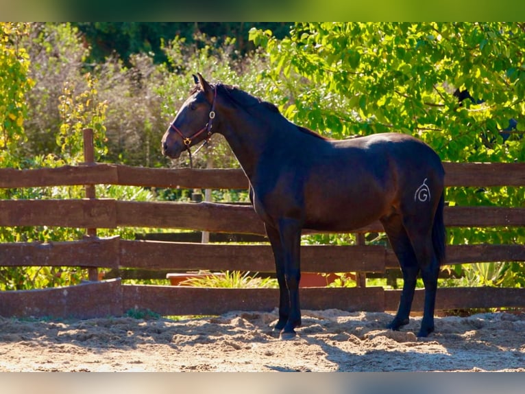 PRE Stallion 4 years 16 hh Bay-Dark in Polenz