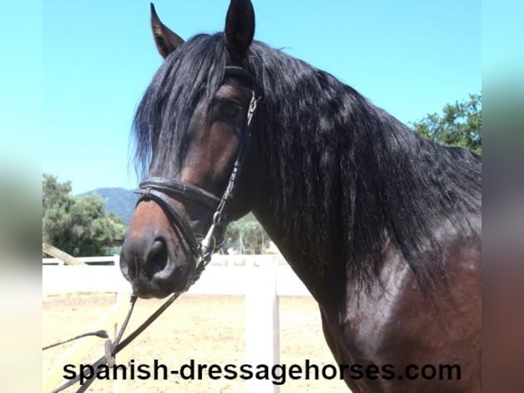 PRE Mix Stallion 4 years 16 hh Bay-Dark in Barcelona