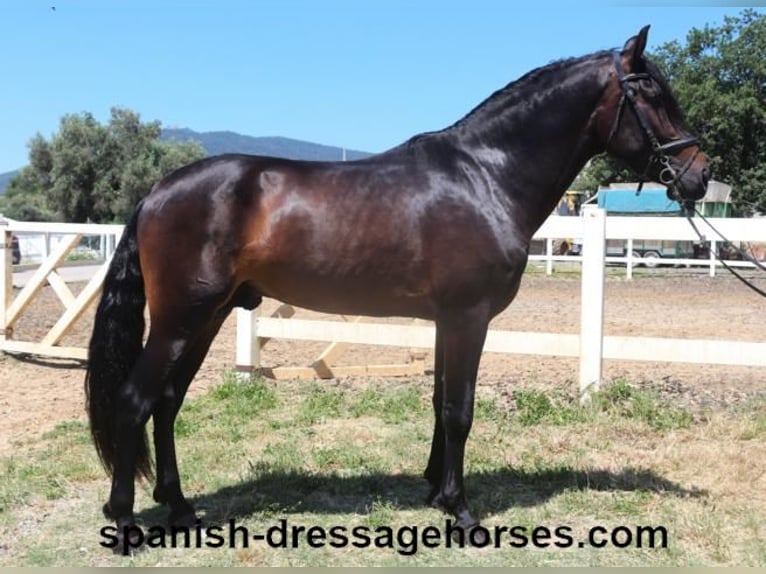 PRE Mix Stallion 4 years 16 hh Bay-Dark in Barcelona