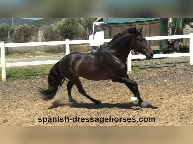 PRE Mix Stallion 4 years 16 hh Bay-Dark in Barcelona