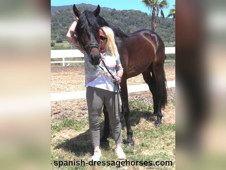 PRE Mix Stallion 4 years 16 hh Bay-Dark in Barcelona