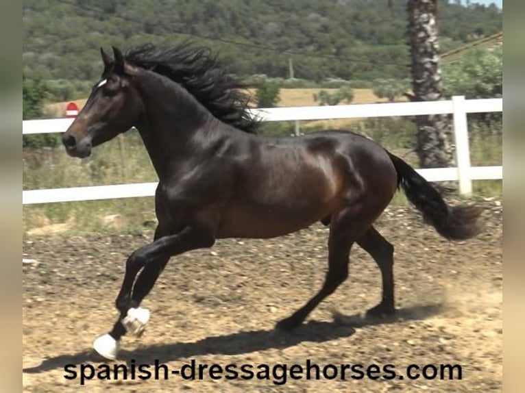 PRE Mix Stallion 4 years 16 hh Bay-Dark in Barcelona