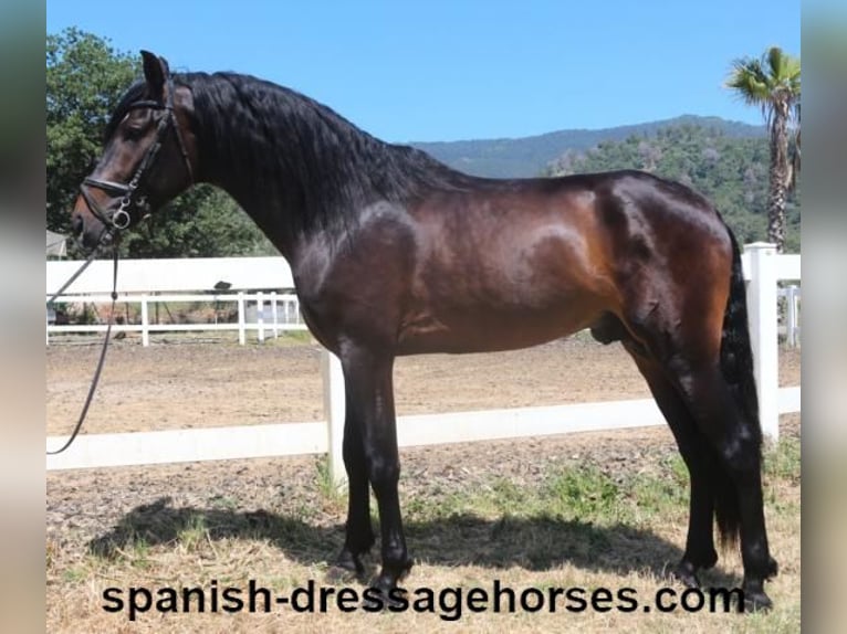 PRE Mix Stallion 4 years 16 hh Bay-Dark in Barcelona