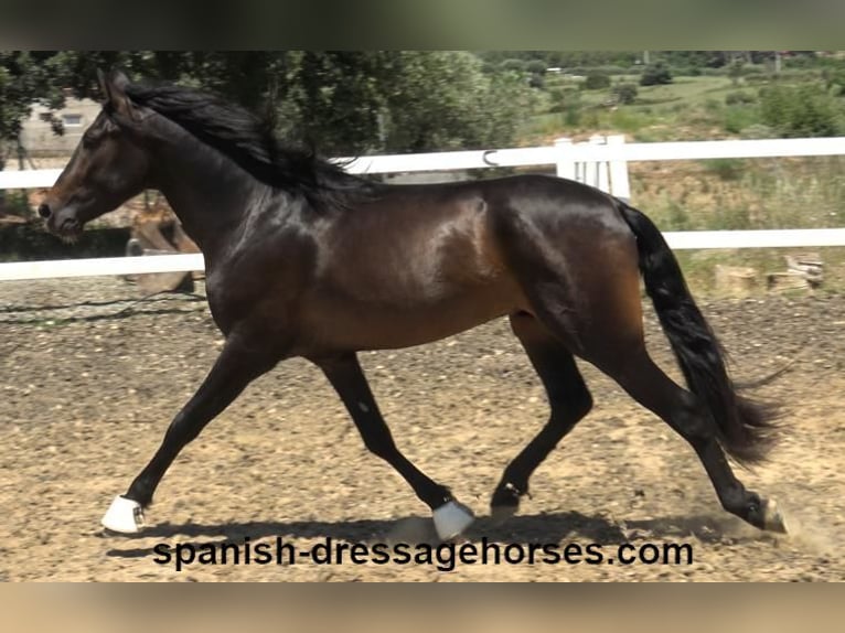 PRE Mix Stallion 4 years 16 hh Bay-Dark in Barcelona