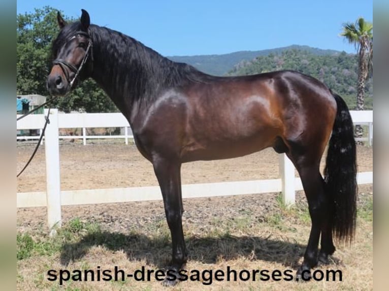 PRE Mix Stallion 4 years 16 hh Bay-Dark in Barcelona