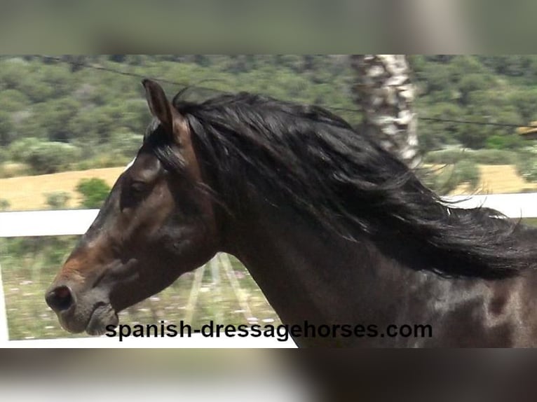 PRE Mix Stallion 4 years 16 hh Bay-Dark in Barcelona