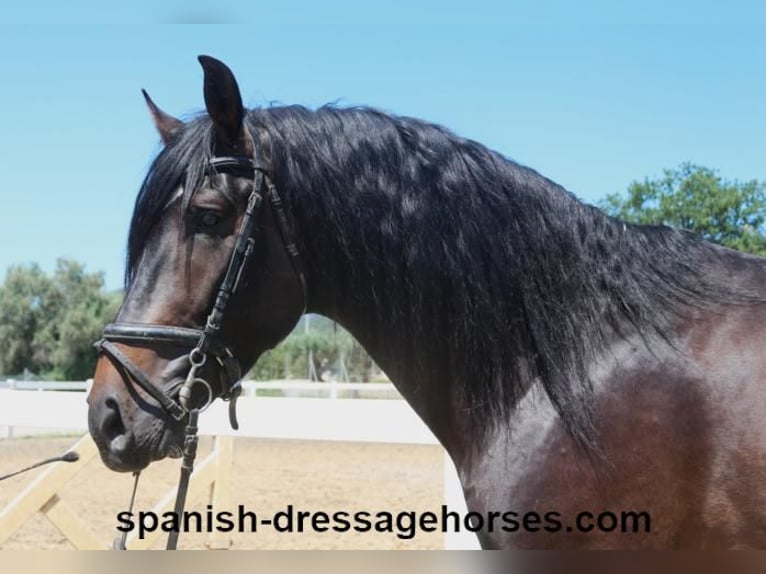 PRE Mix Stallion 4 years 16 hh Bay-Dark in Barcelona