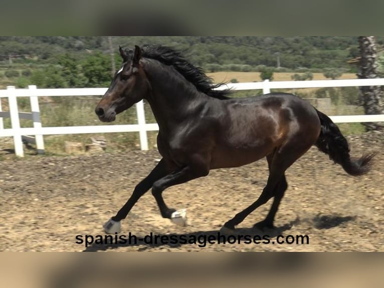 PRE Mix Stallion 4 years 16 hh Bay-Dark in Barcelona