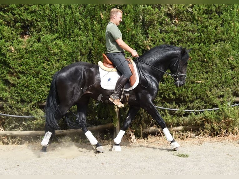 PRE Mix Stallion 4 years 16 hh Bay-Dark in Provinz Malaga
