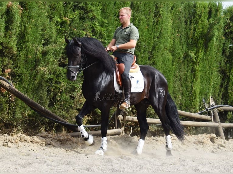 PRE Stallion 4 years 16 hh Bay-Dark in Provinz Malaga