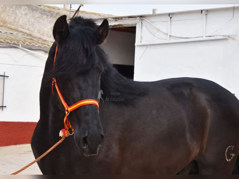 PRE Stallion 4 years 16 hh Black in Provinz Malaga