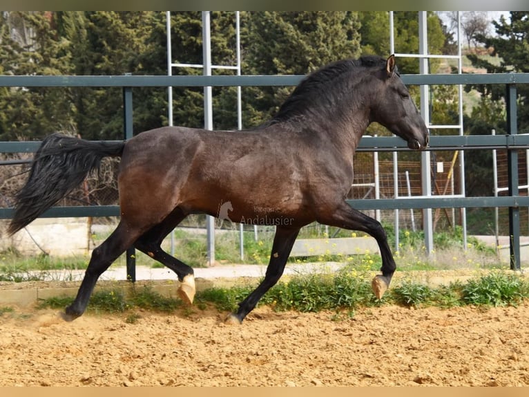 PRE Stallion 4 years 16 hh Black in Provinz Malaga