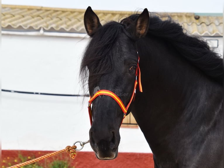 PRE Stallion 4 years 16 hh Black in Miralvalles