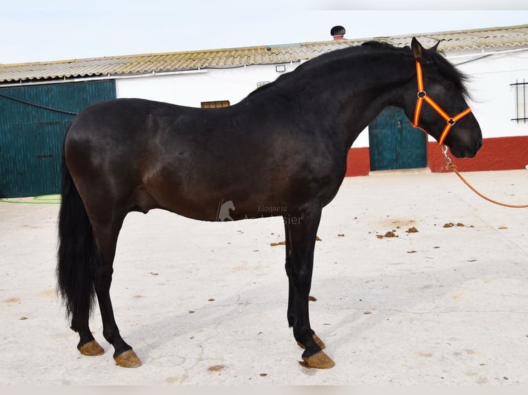 PRE Stallion 4 years 16 hh Black in Miralvalles