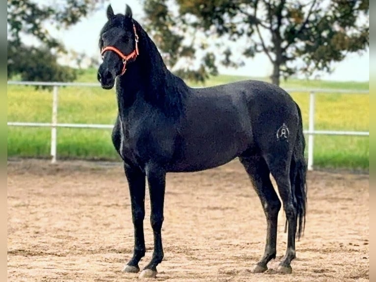 PRE Stallion 4 years 16 hh Black in Sevilla