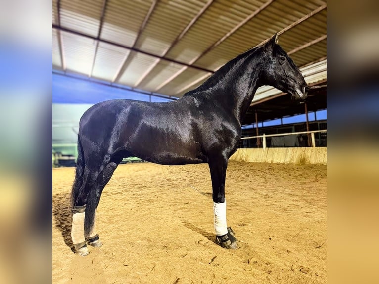 PRE Stallion 4 years 16 hh Black in Sevilla