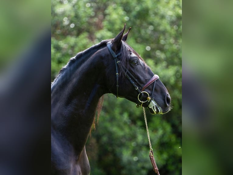 PRE Stallion 4 years 16 hh Black in Ullastrell