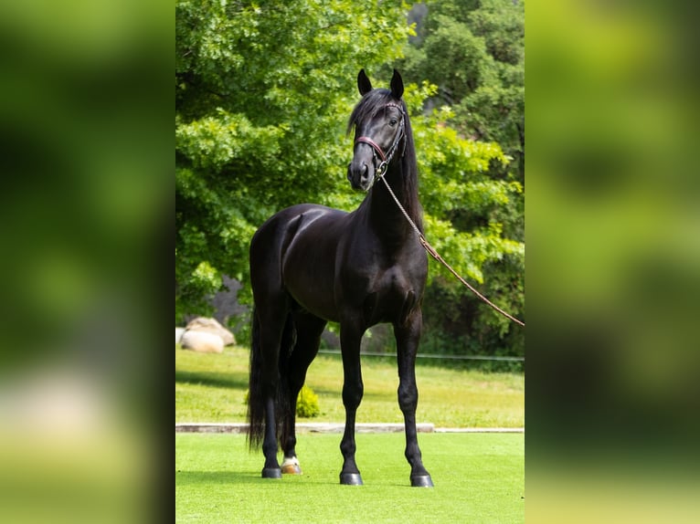 PRE Stallion 4 years 16 hh Black in Ullastrell