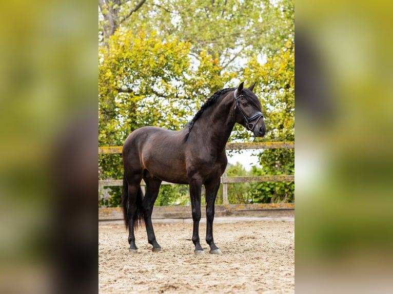 PRE Mix Stallion 4 years 16 hh Black in Sm