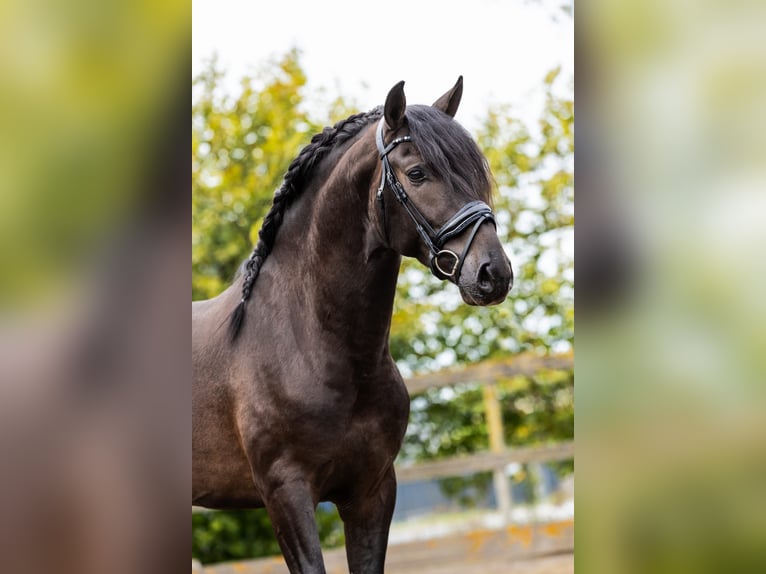 PRE Mix Stallion 4 years 16 hh Black in Sm