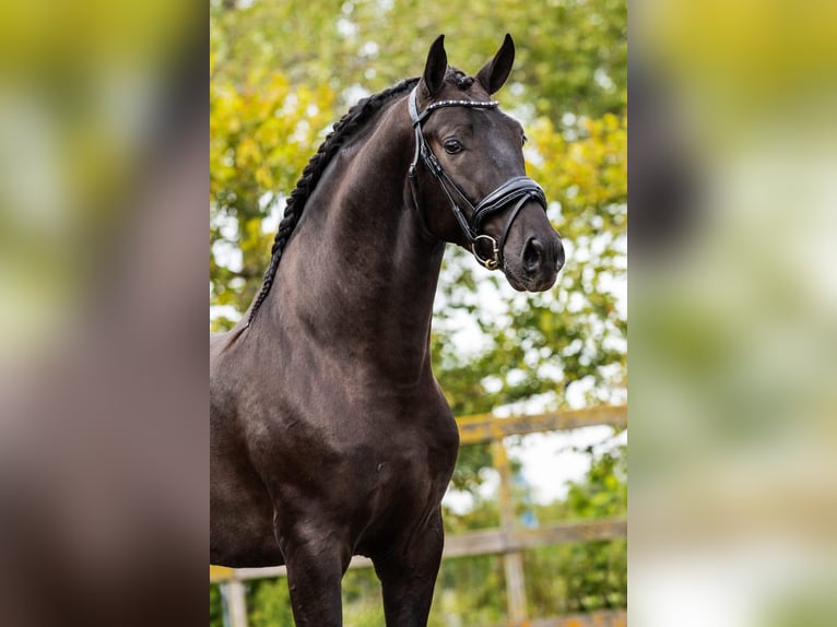 PRE Mix Stallion 4 years 16 hh Black in Sm