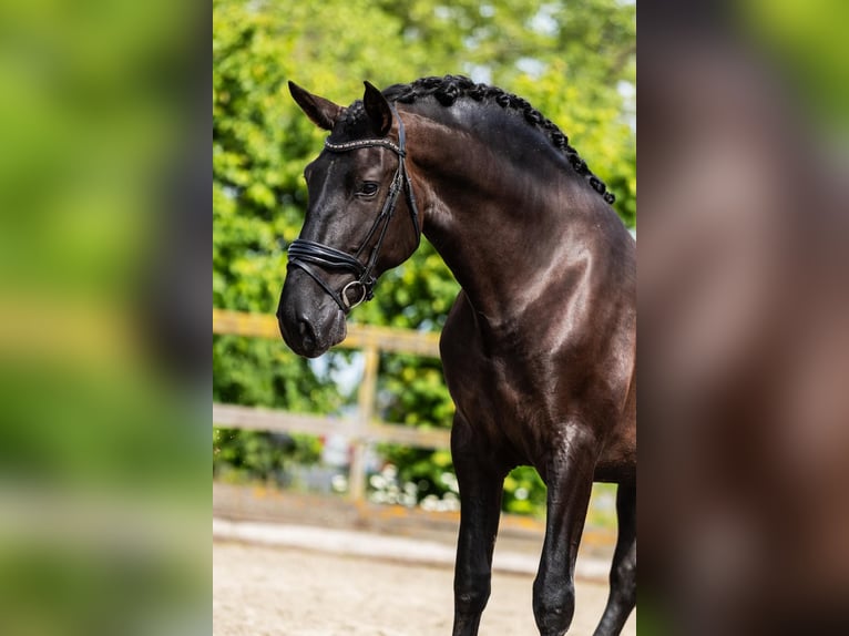 PRE Stallion 4 years 16 hh Black in Sm