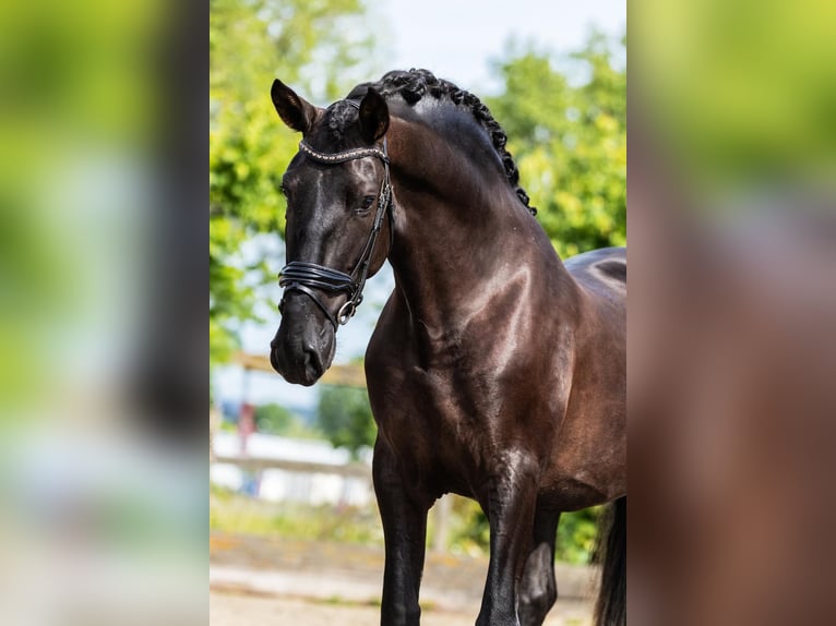 PRE Stallion 4 years 16 hh Black in Sm