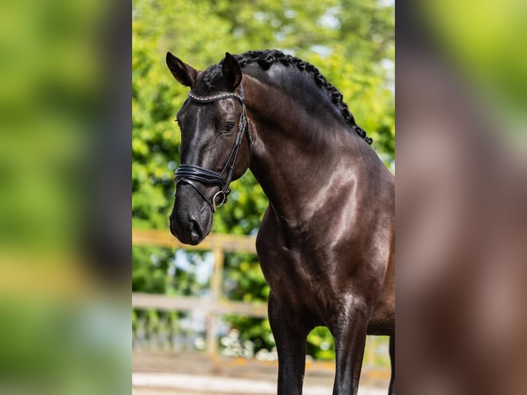 PRE Stallion 4 years 16 hh Black in Sm